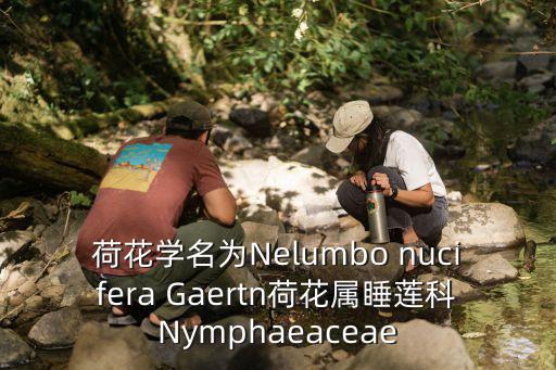 荷花學(xué)名為Nelumbo nucifera Gaertn荷花屬睡蓮科Nymphaeaceae
