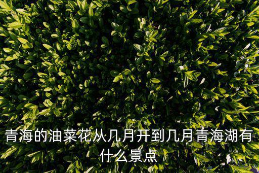 青海油菜花，青海的油菜花從幾月開到幾月青海湖有什么景點