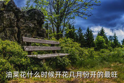 油菜花什么時候開花幾月份開的最旺