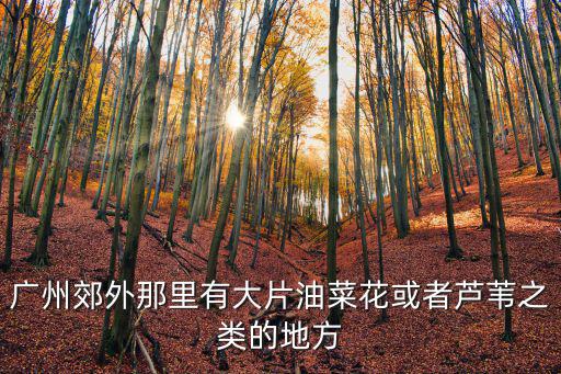 廣州油菜花景點，廣州郊外那里有大片油菜花或者蘆葦之類的地方