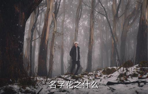 名字花之什么