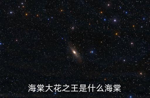 海棠大花之王是什么海棠