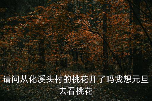 請問從化溪頭村的桃花開了嗎我想元旦去看桃花