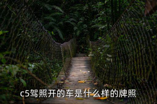 c5駕照開的車是什么樣的牌照