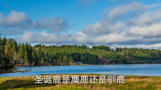 圣誕鹿是麋鹿還是馴鹿