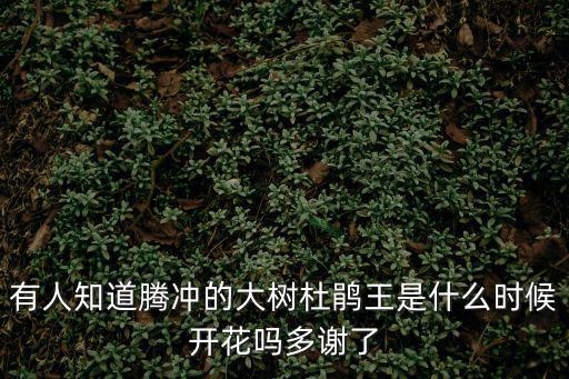 有人知道騰沖的大樹杜鵑王是什么時候開花嗎多謝了