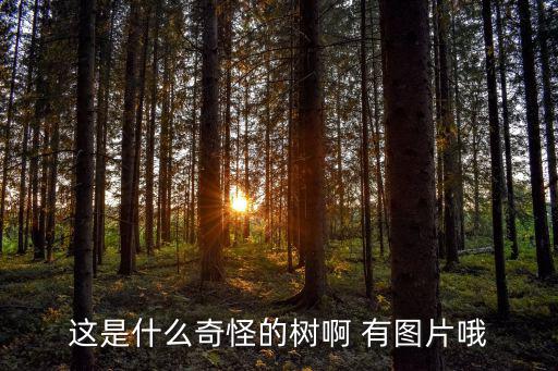 這是什么奇怪的樹啊 有圖片哦