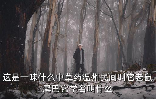 這是一味什么中草藥溫州民間叫它老鼠尾巴它學名叫什么