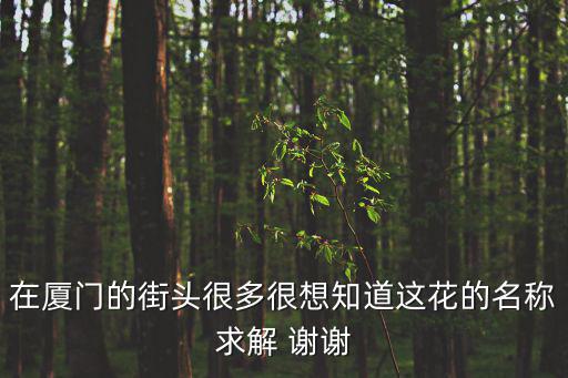 廈門街頭，在廈門的街頭很多很想知道這花的名稱求解 謝謝