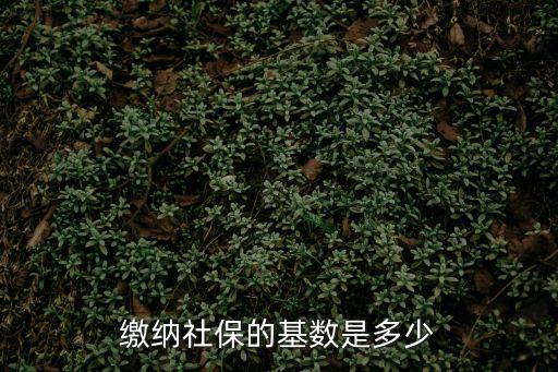 保險繳費基數，社保的交費基數指什么