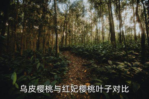 烏皮櫻桃與紅妃櫻桃葉子對比