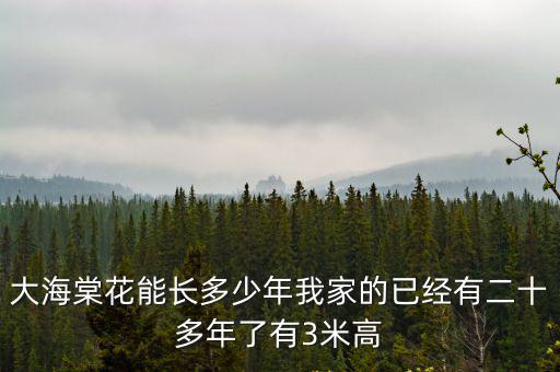 大海棠花能長多少年我家的已經(jīng)有二十多年了有3米高