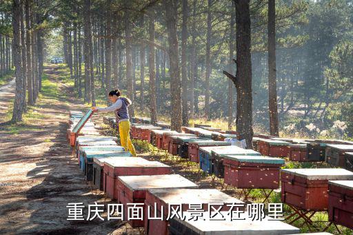 重慶四面山風景區在哪里