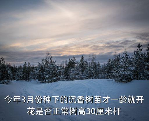 莞香花開，今年3月份種下的沉香樹苗才一齡就開花是否正常樹高30厘米桿