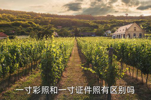 一寸彩照和一寸證件照有區別嗎