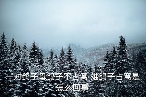 一對鴿子母鴿子不占窩 雄鴿子占窩是怎么回事