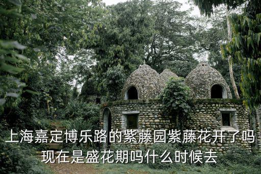 上海嘉定博樂路的紫藤園紫藤花開了嗎現(xiàn)在是盛花期嗎什么時候去