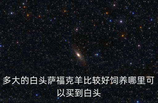 多大的白頭薩福克羊比較好飼養(yǎng)哪里可以買到白頭
