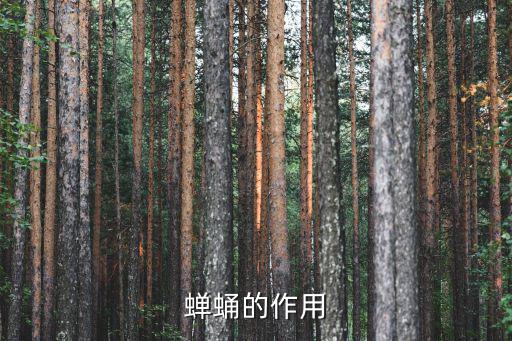蟬蛹的功效與作用，蟬蛹有營養(yǎng)價(jià)值嗎