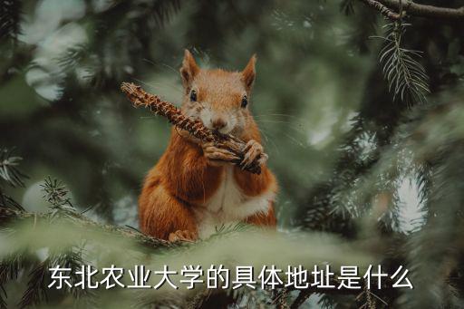 東北農業大學的具體地址是什么