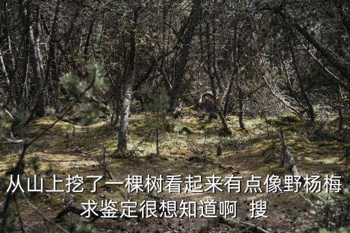 從山上挖了一棵樹看起來有點像野楊梅求鑒定很想知道啊  搜