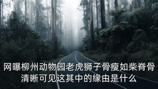 網(wǎng)曝柳州動(dòng)物園老虎獅子骨瘦如柴脊骨清晰可見這其中的緣由是什么