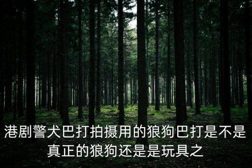 警犬巴打，港劇警犬巴打拍攝用的狼狗巴打是不是真正的狼狗還是是玩具之