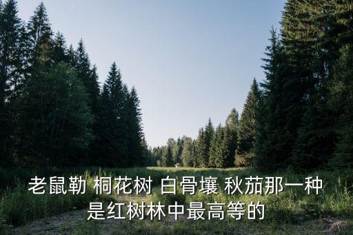 老鼠勒 桐花樹 白骨壤 秋茄那一種是紅樹林中最高等的