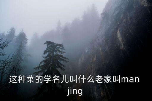 路菜，這種菜的學(xué)名兒叫什么老家叫man jing