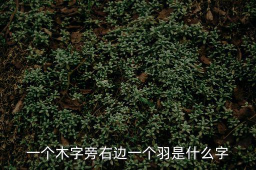 一個木字旁右邊一個羽是什么字