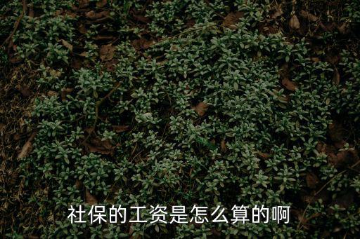 社保的工資是怎么算的啊