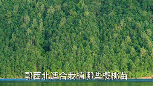 鄂西北適合栽植哪些櫻桃苗