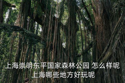 上海崇明東平國家森林公園 怎么樣呢 上海哪些地方好玩呢