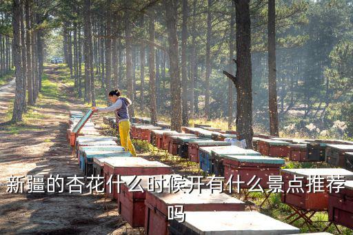 新疆的杏花什么時候開有什么景點推薦嗎