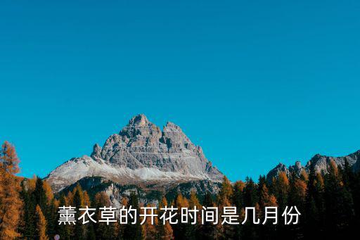 薰衣草的開花時間是幾月份