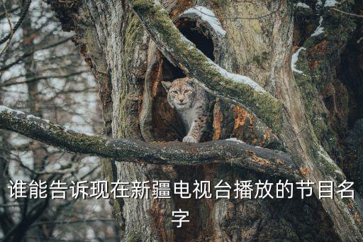 誰能告訴現在新疆電視臺播放的節目名字