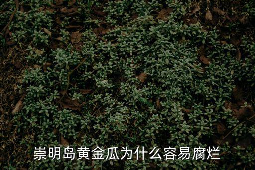 崇明島天氣，崇明島黃金瓜為什么容易腐爛