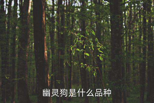 幽靈狗是什么品種