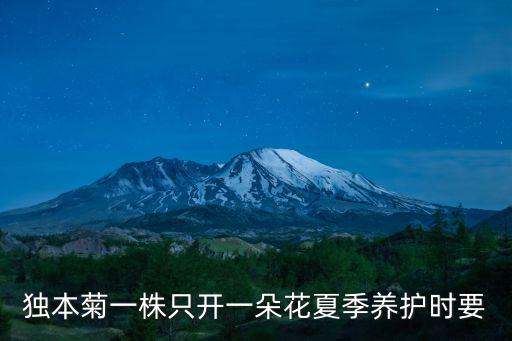 獨(dú)本菊一株只開一朵花夏季養(yǎng)護(hù)時(shí)要