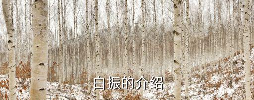 白振的介紹