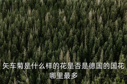 鄉(xiāng)村翠蘭愛，矢車菊是什么樣的花是否是德國的國花哪里最多