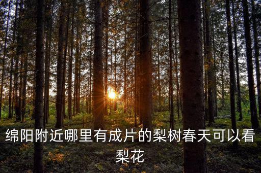 綿陽附近哪里有成片的梨樹春天可以看梨花