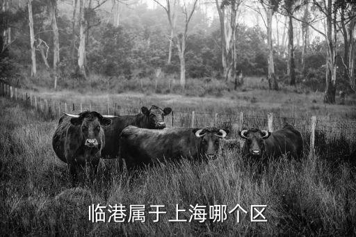 臨港屬于上海哪個區