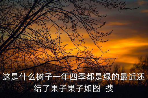 這是什么樹子一年四季都是綠的最近還結了果子果子如圖  搜