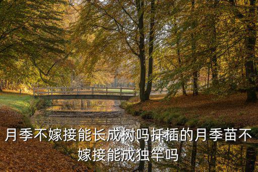 月季不嫁接能長成樹嗎扦插的月季苗不嫁接能成獨竿嗎