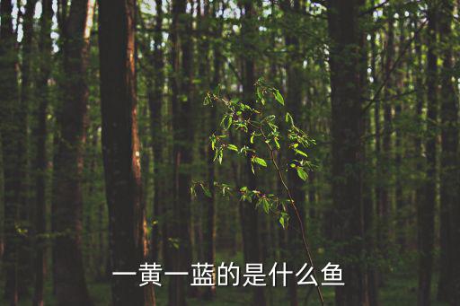 一黃一藍(lán)的是什么魚(yú)