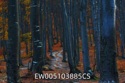 EW005103885CS