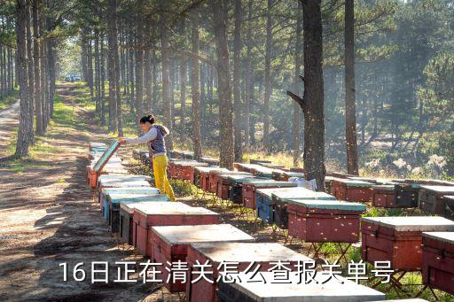 16日正在清關怎么查報關單號