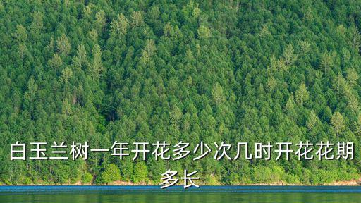白玉蘭花期，白玉蘭樹一年開花多少次幾時開花花期多長