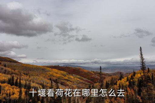 十堰看荷花在哪里怎么去